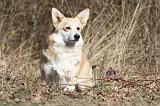 CORGI PEMBROKE 511
